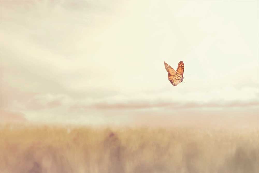 Butterfly